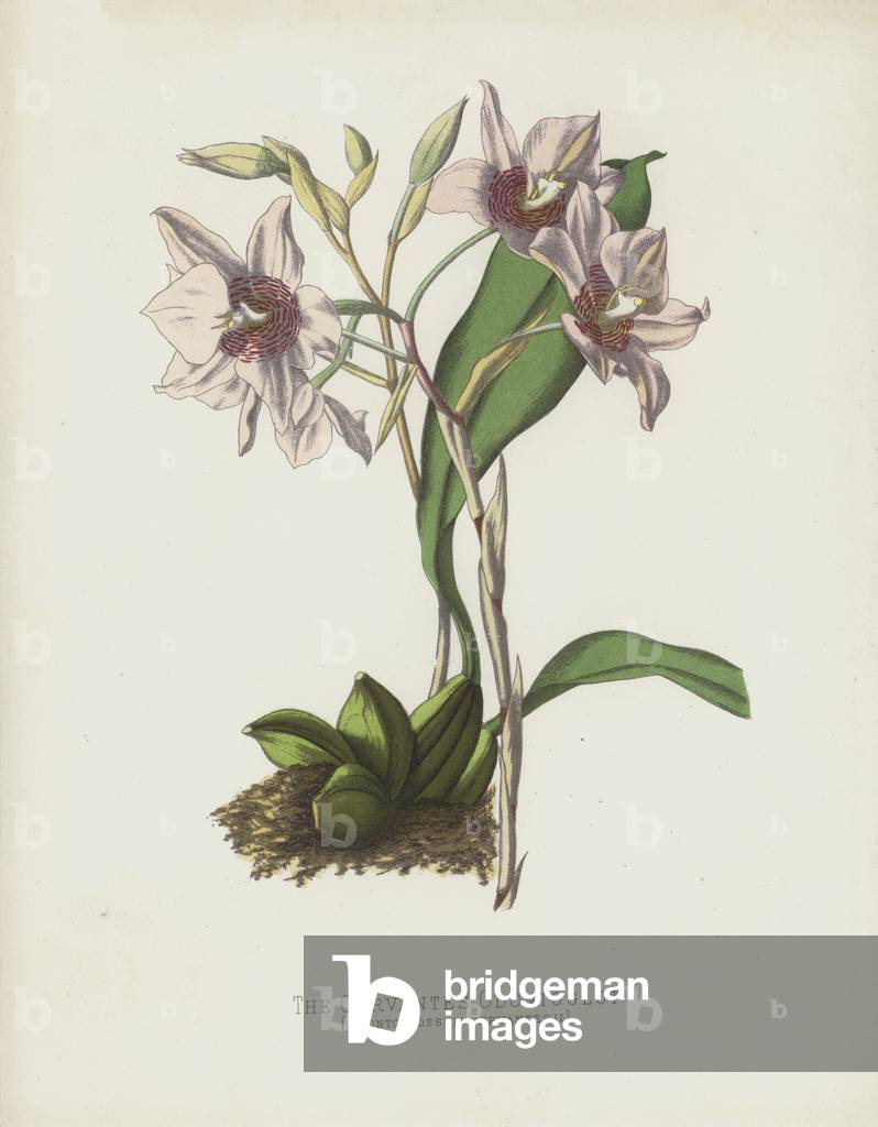 The Cervantes Odontoglot, Odontoglossum Cervantesii (chromolitho)