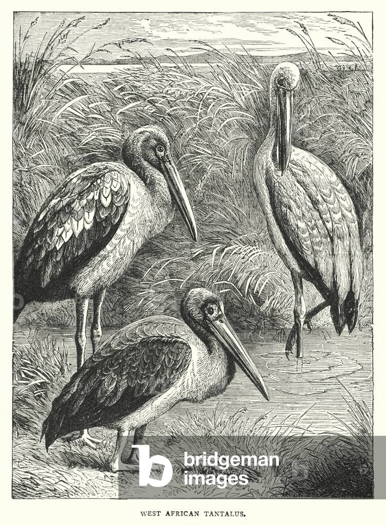 West African Tantalus (engraving)