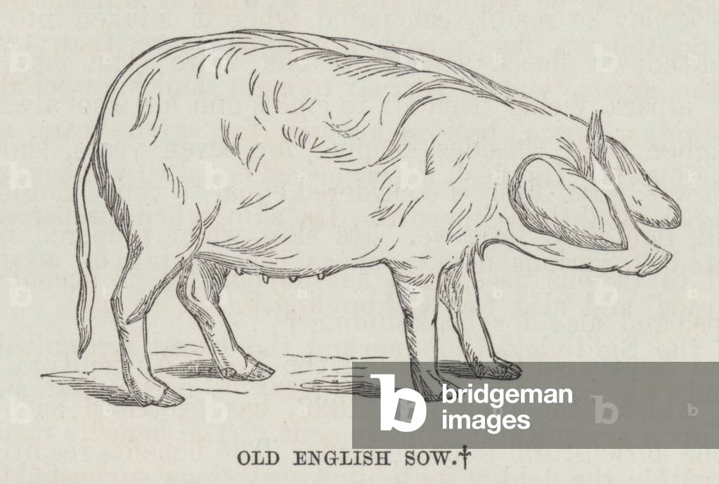 Old English sow (engraving)