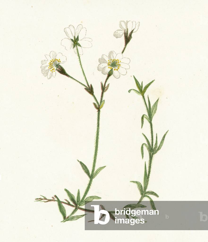 Field Chickweed, Cerastium Arvense (colour litho)