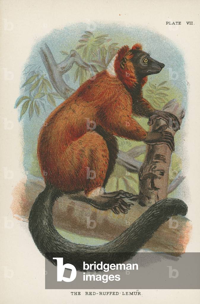 The Red-Ruffed Lemur (colour litho)
