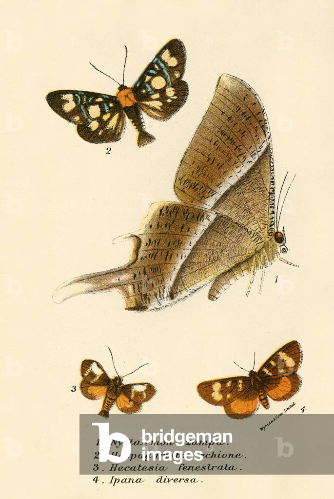Butterflies