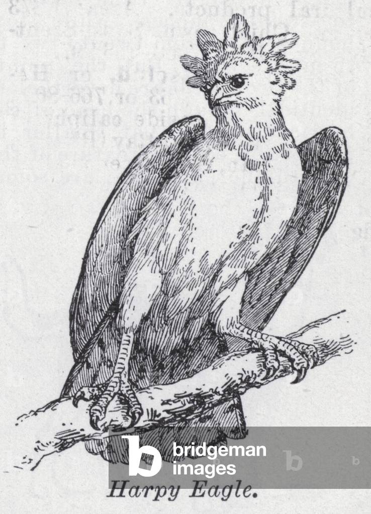 Harpy eagle (litho)