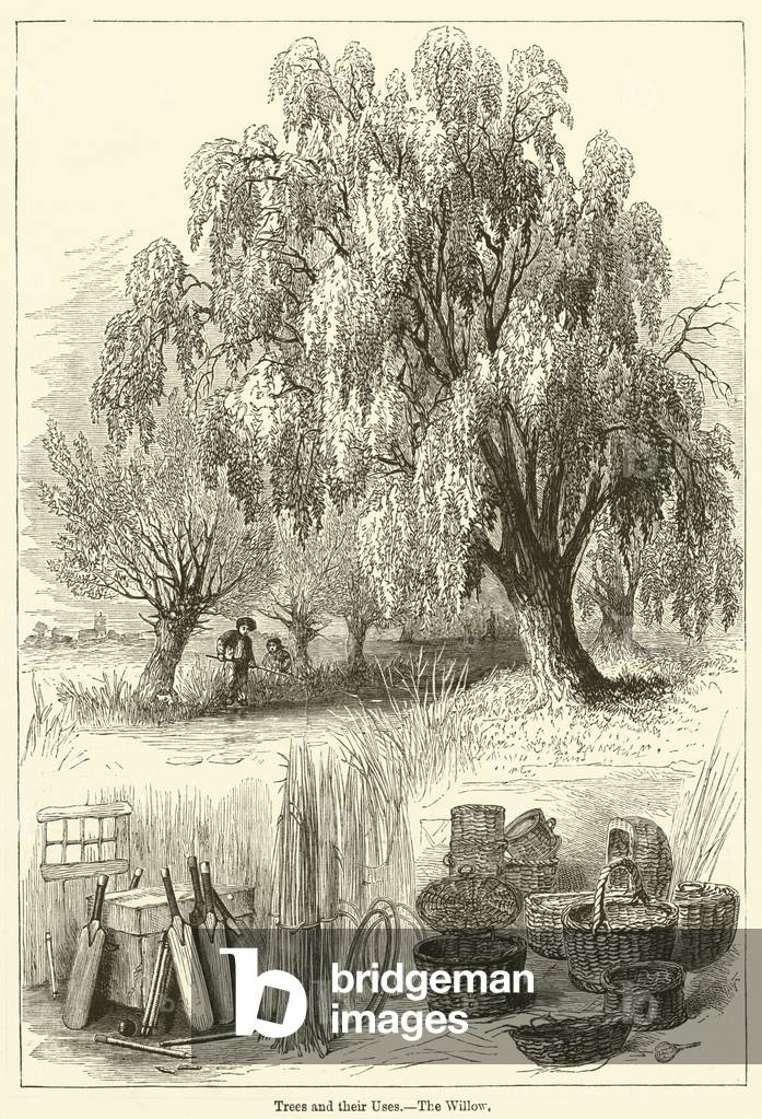 Trees and their Uses, The Willow (engraving)