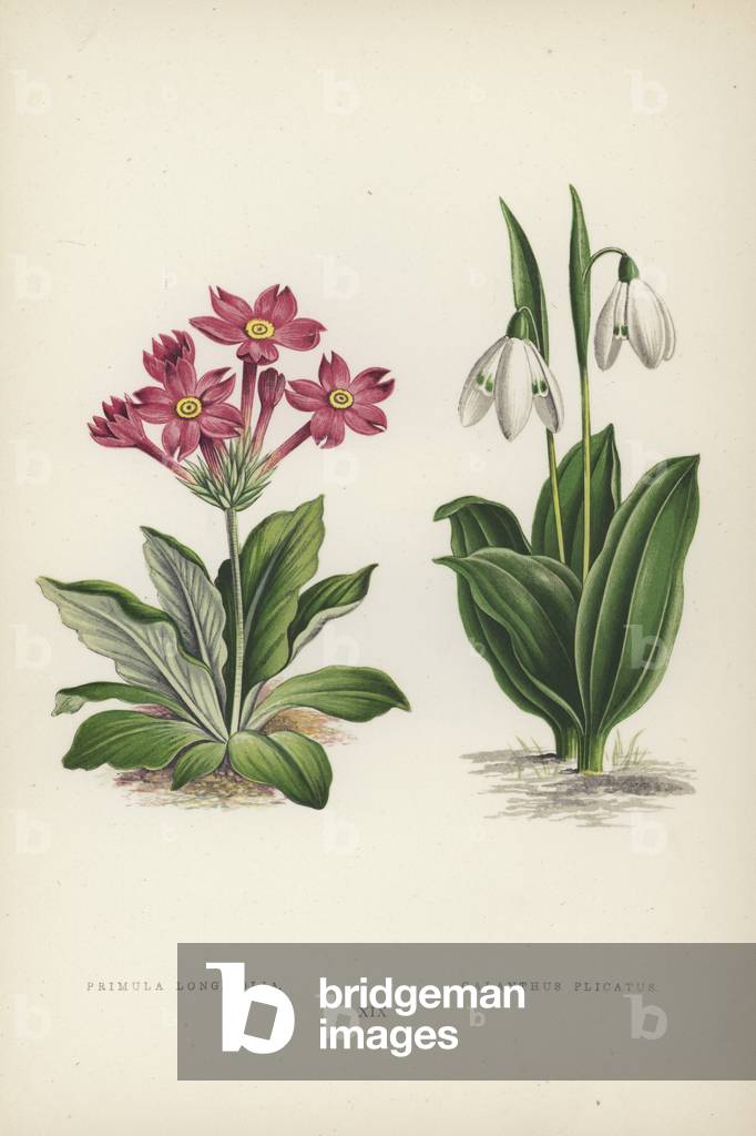 Primula Longifolia; Galanthus Plicatus (colour litho)