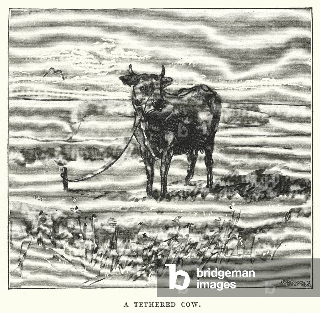 A tethered cow (engraving)