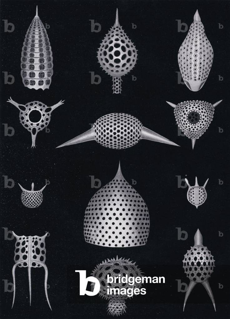 A Polycystin Group (b/w photo)