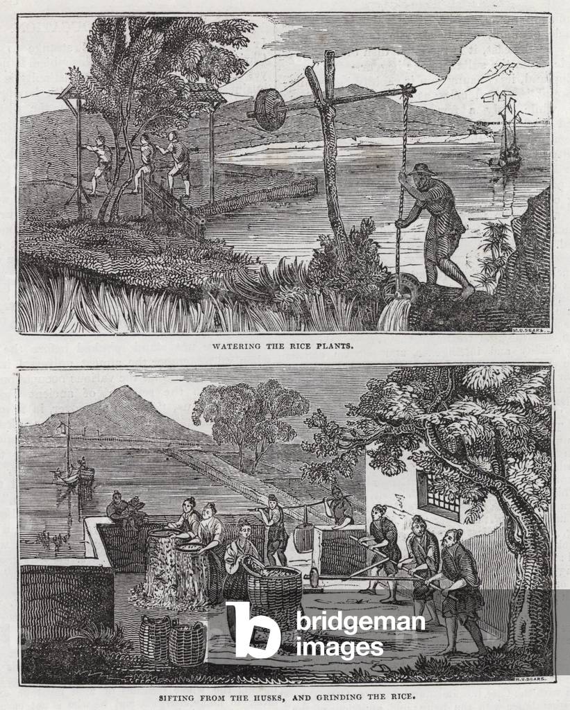 Rice production (engraving)