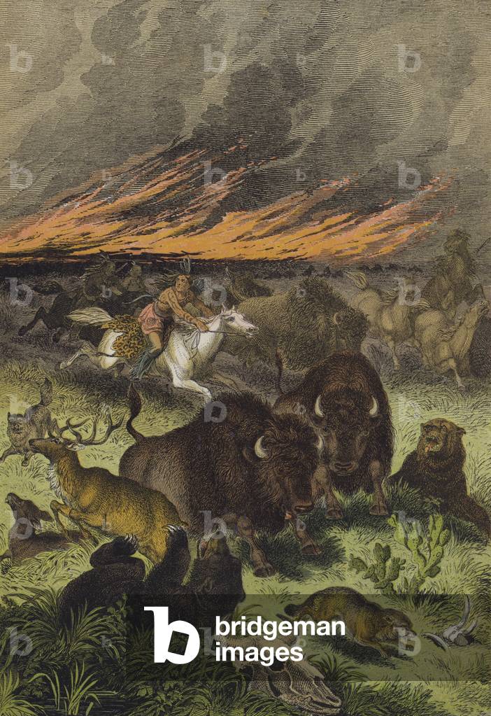 Animals of the North American prairies (colour litho)
