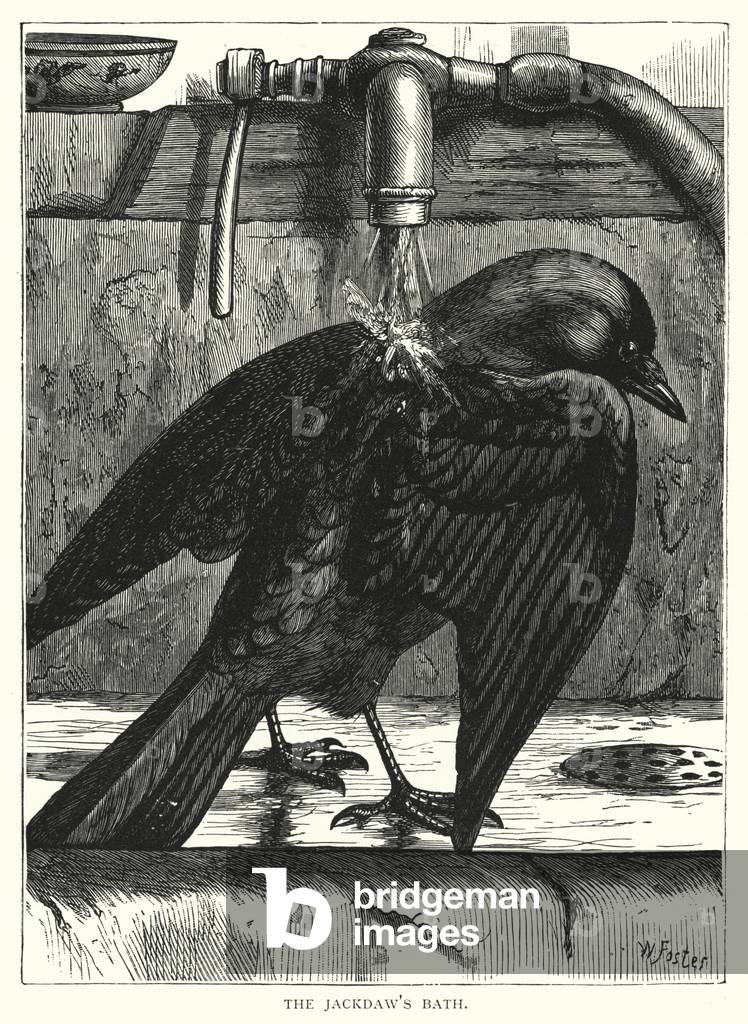 The jackdaw's bath (engraving)