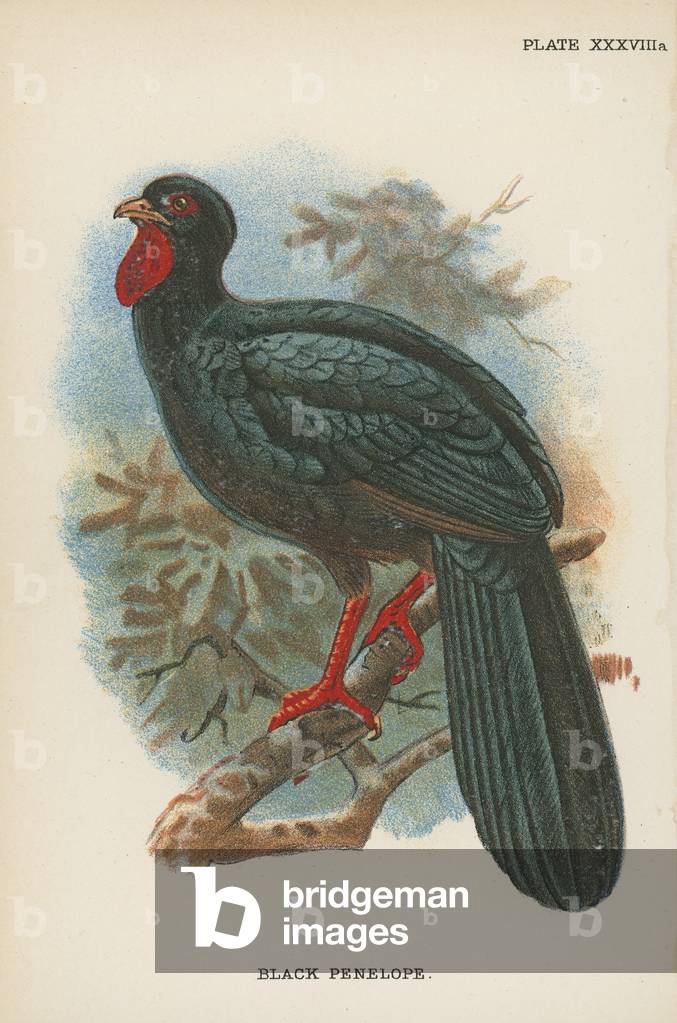 Black Penelope