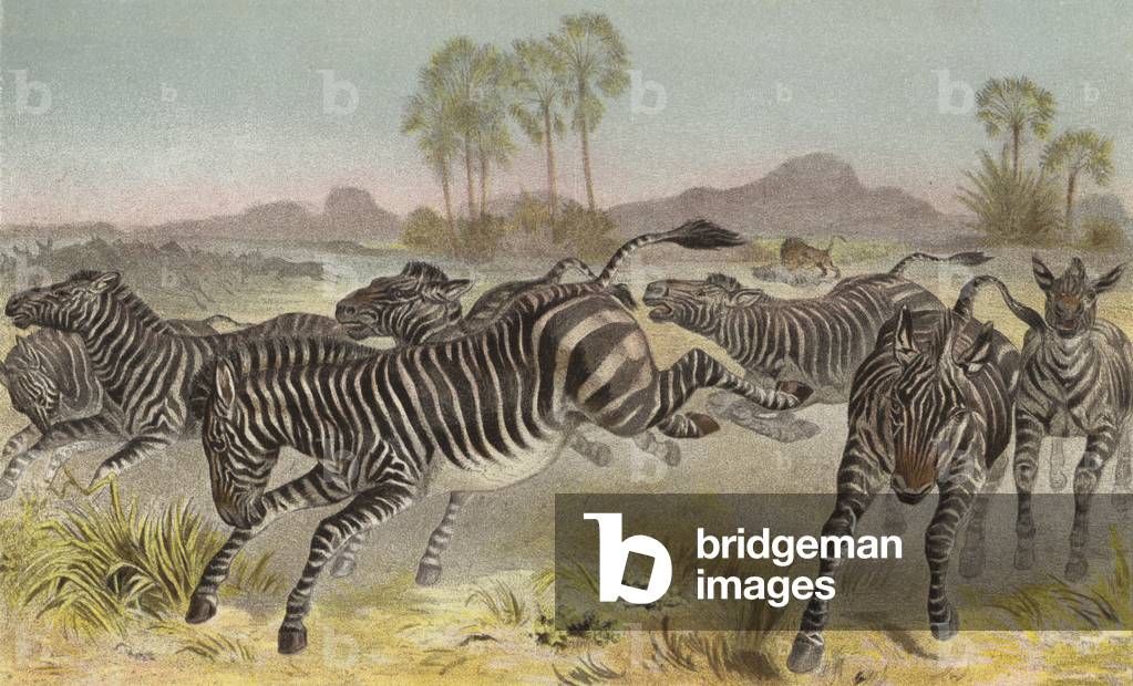 Zebra (chromolitho)
