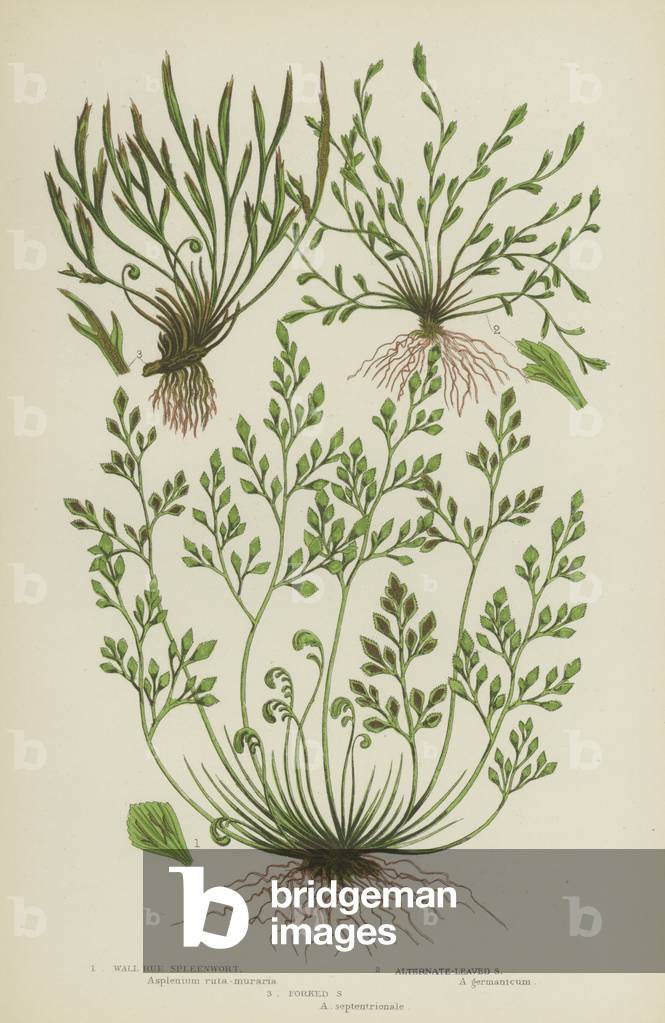 Wall Rue Spleenwort, Alternate-Leaved Spleenwort, Forked Spleenwort (colour litho)
