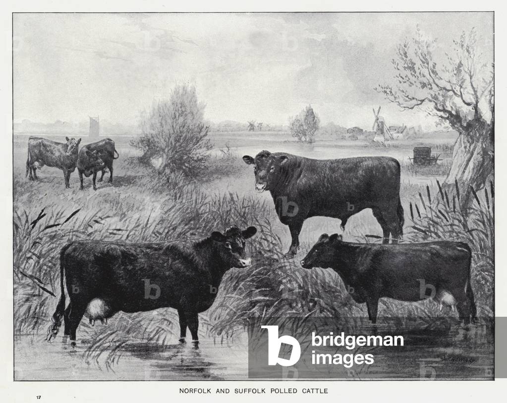 Norfolk and Suffolk Polled Cattle (litho)