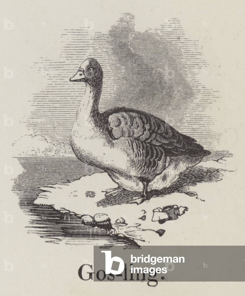Gosling (engraving)