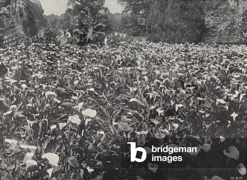 Field of Arums, Claremont (b/w photo)