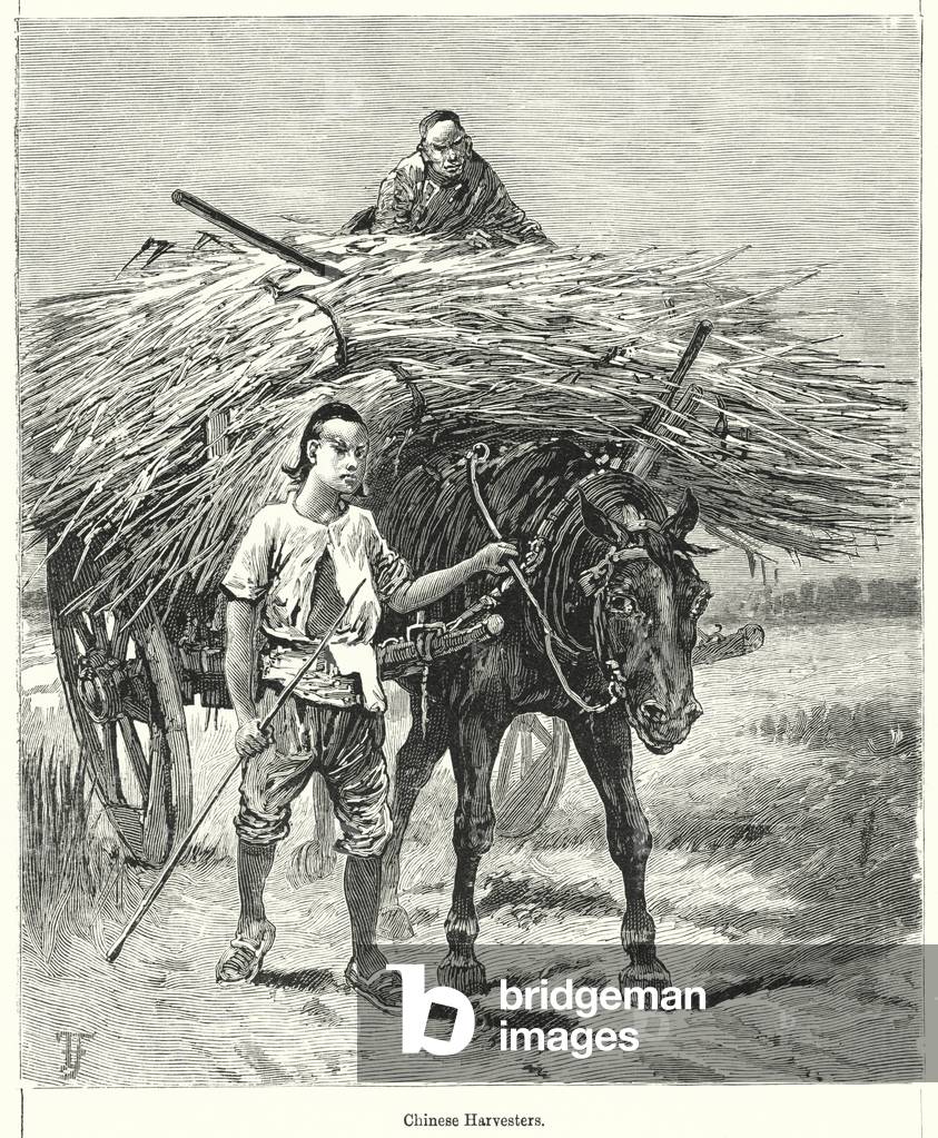 Chinese Harvesters (engraving)