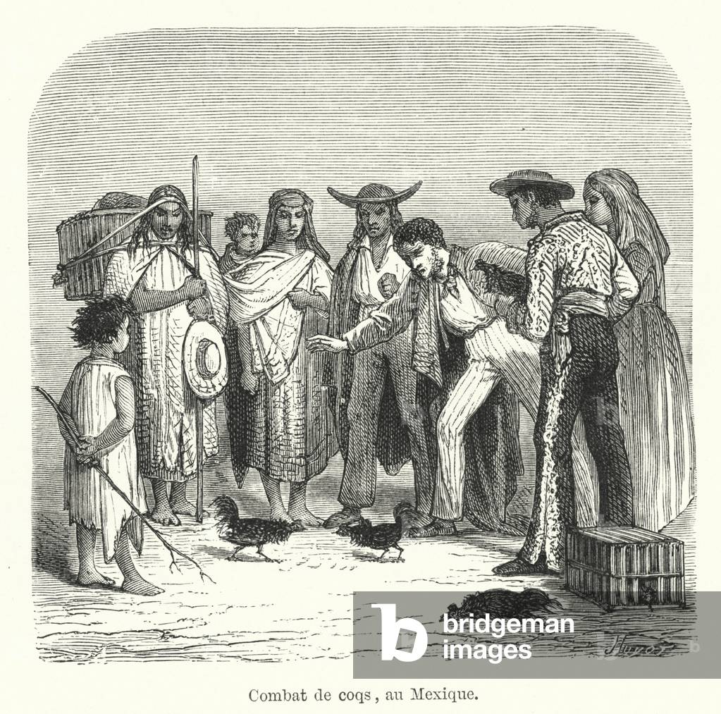 Combat de coqs, au Mexique (engraving)