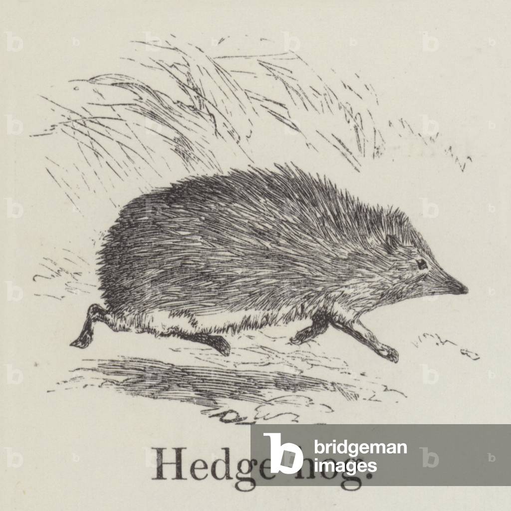 Hedgehog (engraving)
