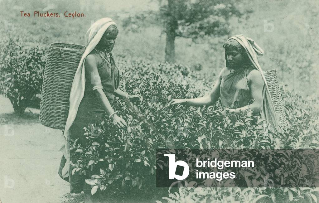 Two women picking tea, Ceylon (b/w photo)