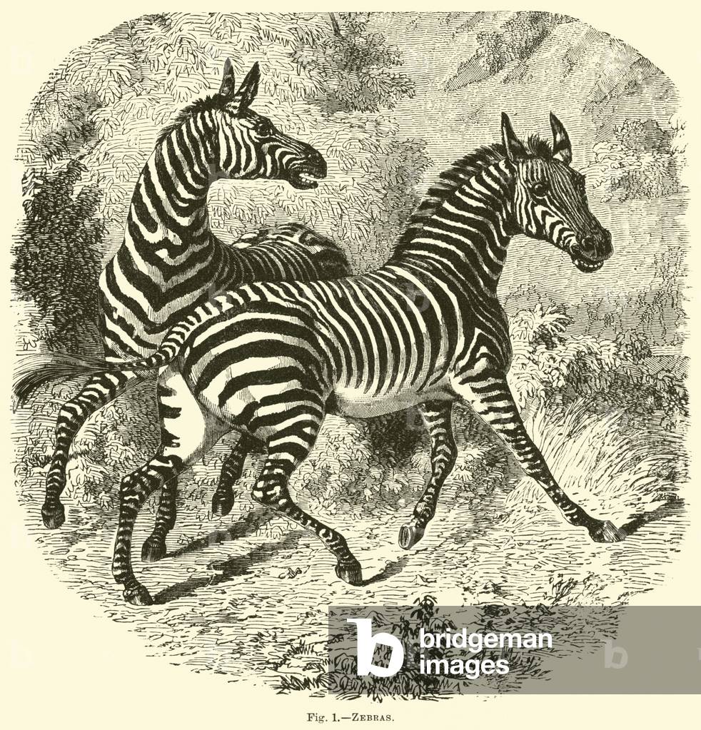 Zebras (engraving)