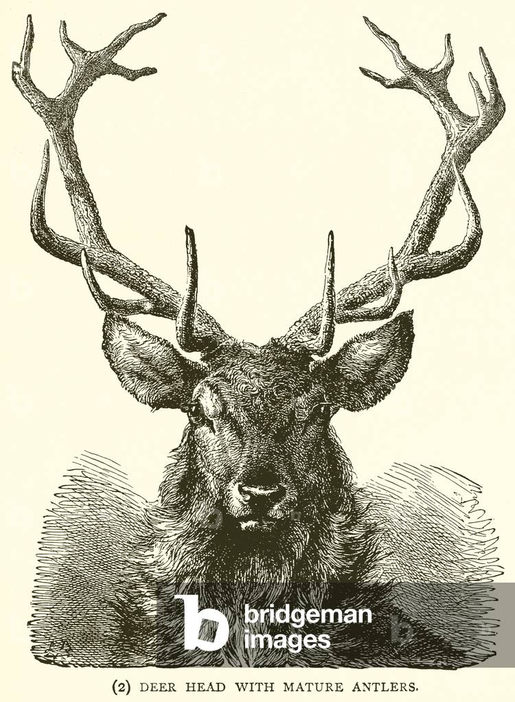 Deer Head with Mature Antlers (engraving)