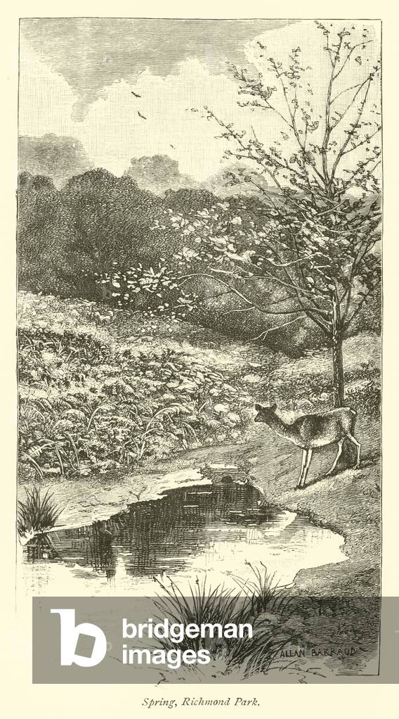 Spring, Richmond Park (engraving)
