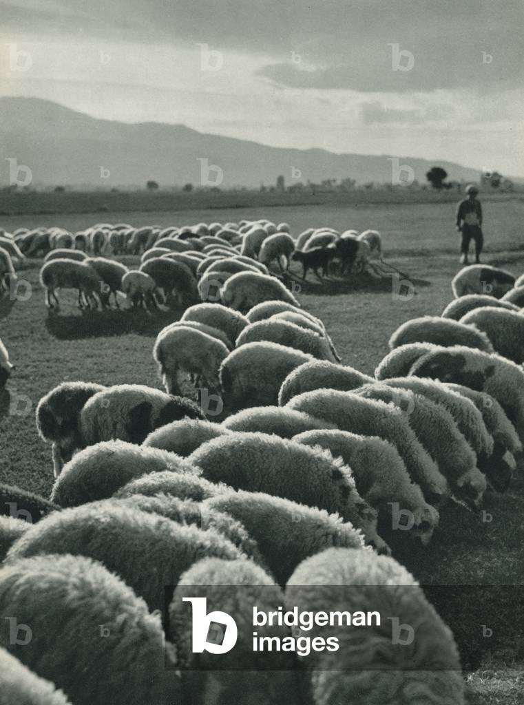 Turkey: Karaman'in koyunlari, A Flock of Karaman Sheep (b/w photo)