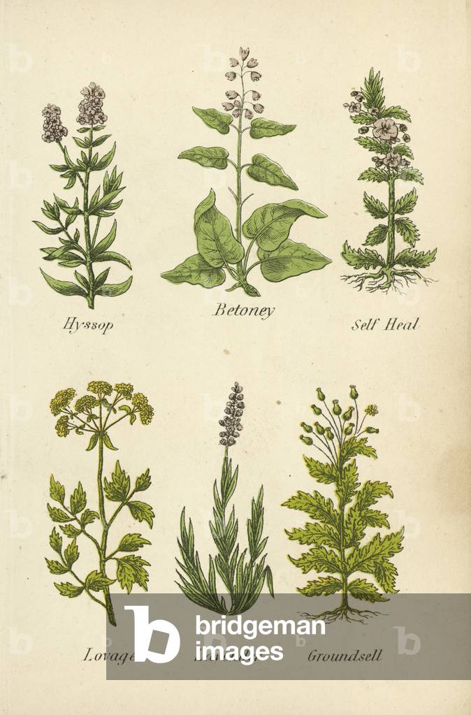 Hyssop, Betoney, Self Heal, Lovage, Lavender, Groundsell (colour litho)