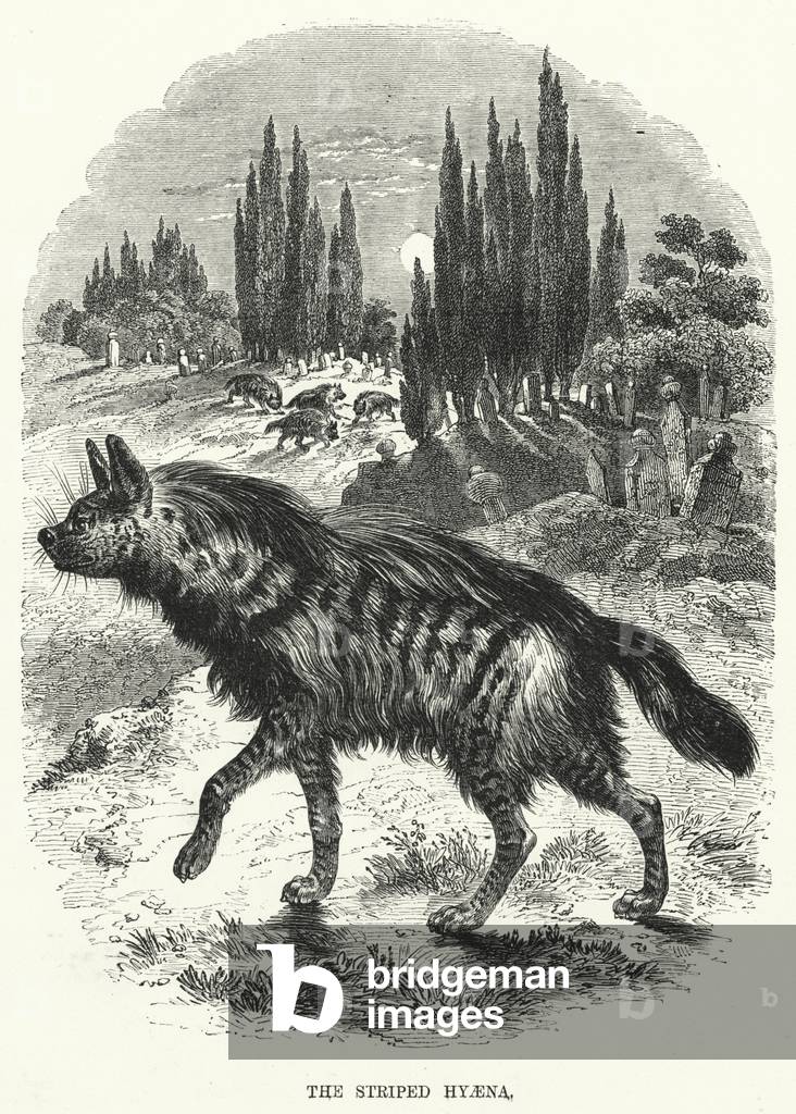 The Striped Hyaena (engraving)
