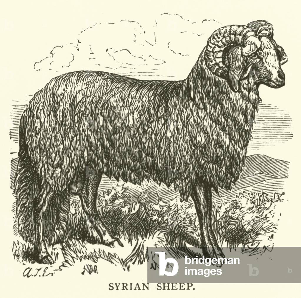Syrian Sheep (engraving)