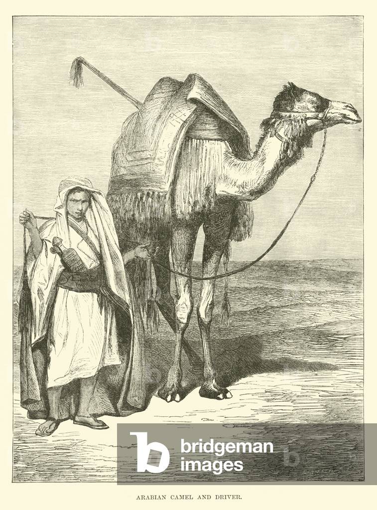 Arabian camel and driver (engraving)