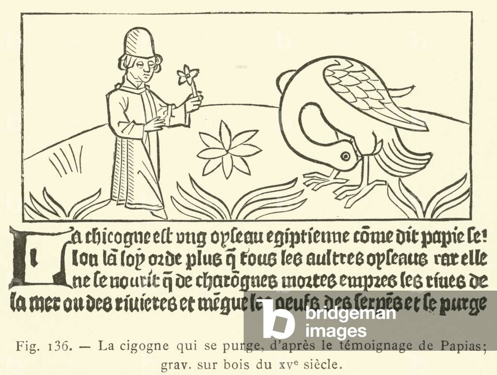 La cigogne qui se purge (engraving)
