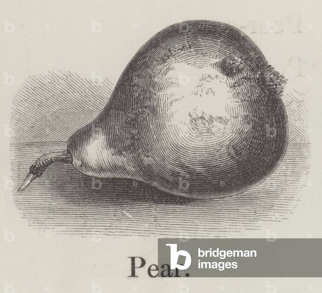 Pear (engraving)