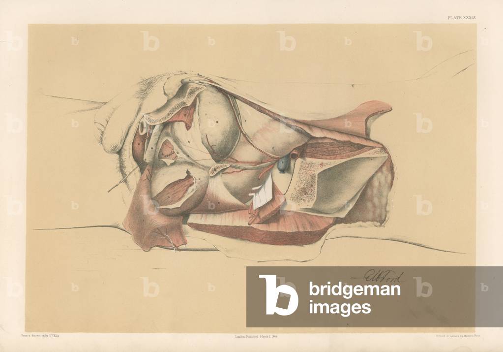 Il bacino. seconda vista del maschio bacino mostrando la fascia nel interni