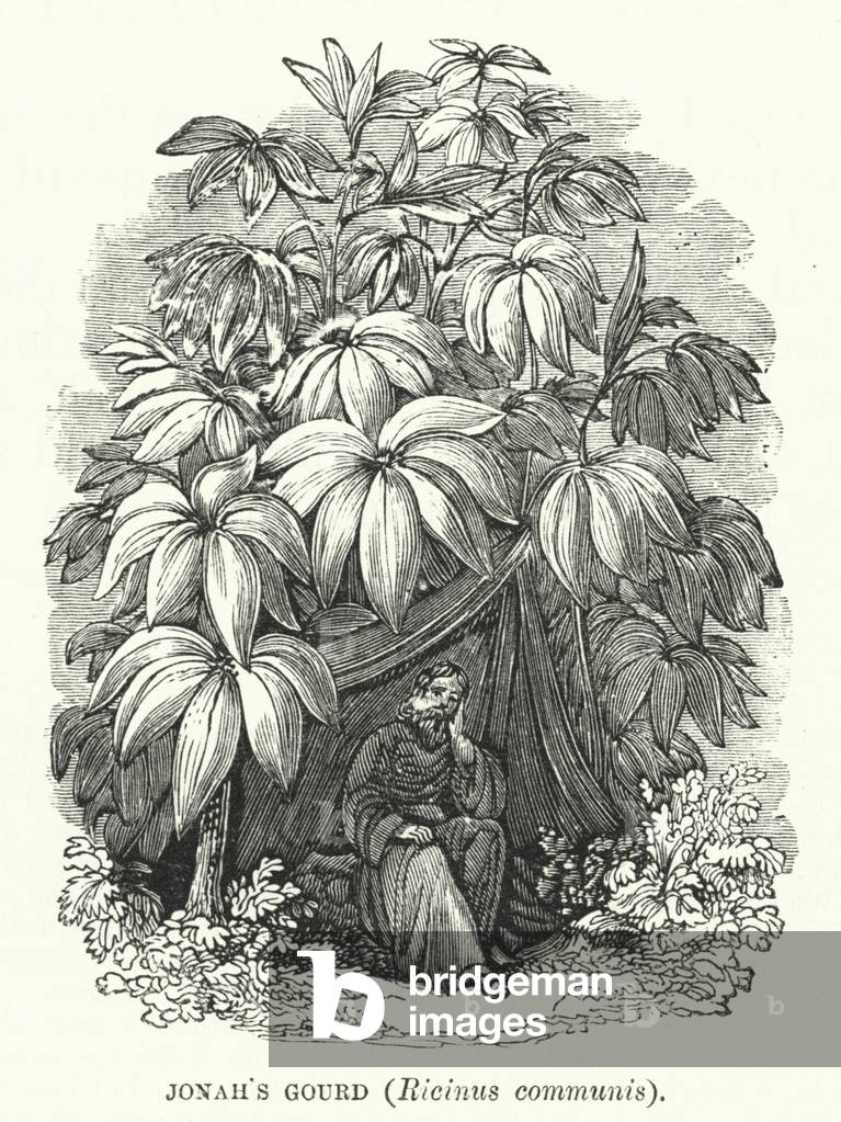 Jonah's Gourd, Ricinus communis (engraving)