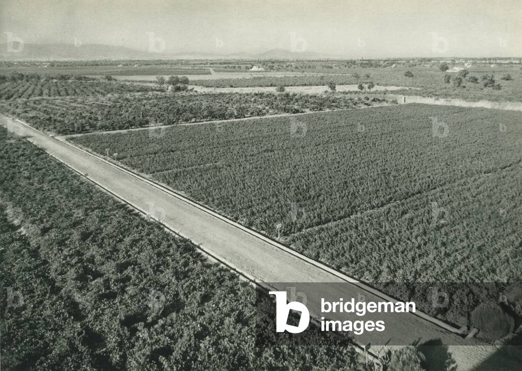 Turkey: Uzum fidanligi, Manisa, Vine-Culture Station at Manisa (b/w photo)