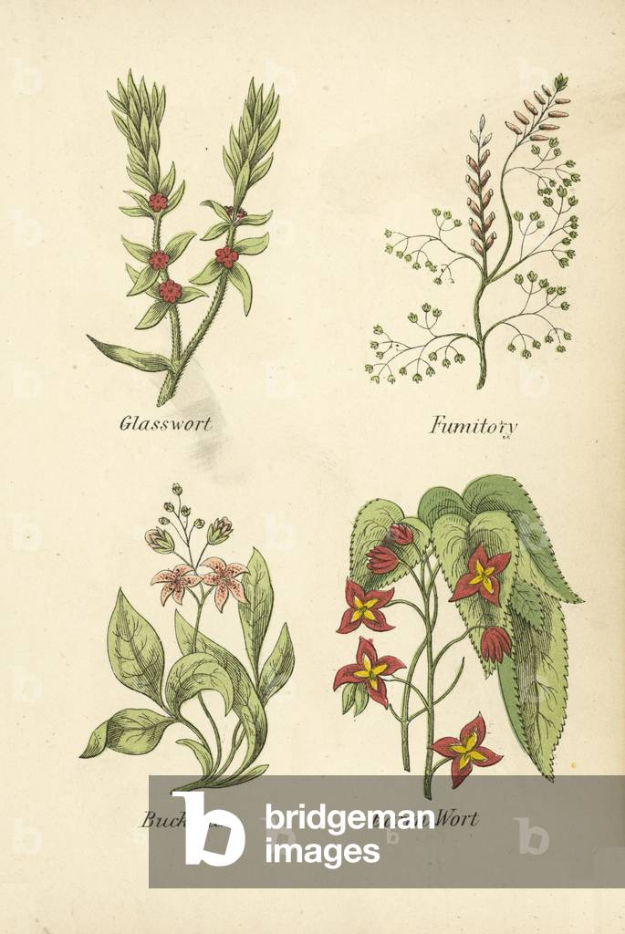 Glasswort, Fumitory, Buckbean, Baren Wort (colour litho)