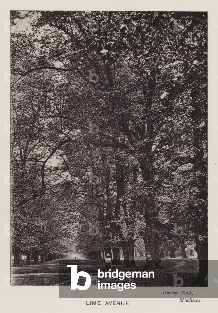 British Trees: Lime Avenue, Bushey Park, Middlesex (b/w photo)