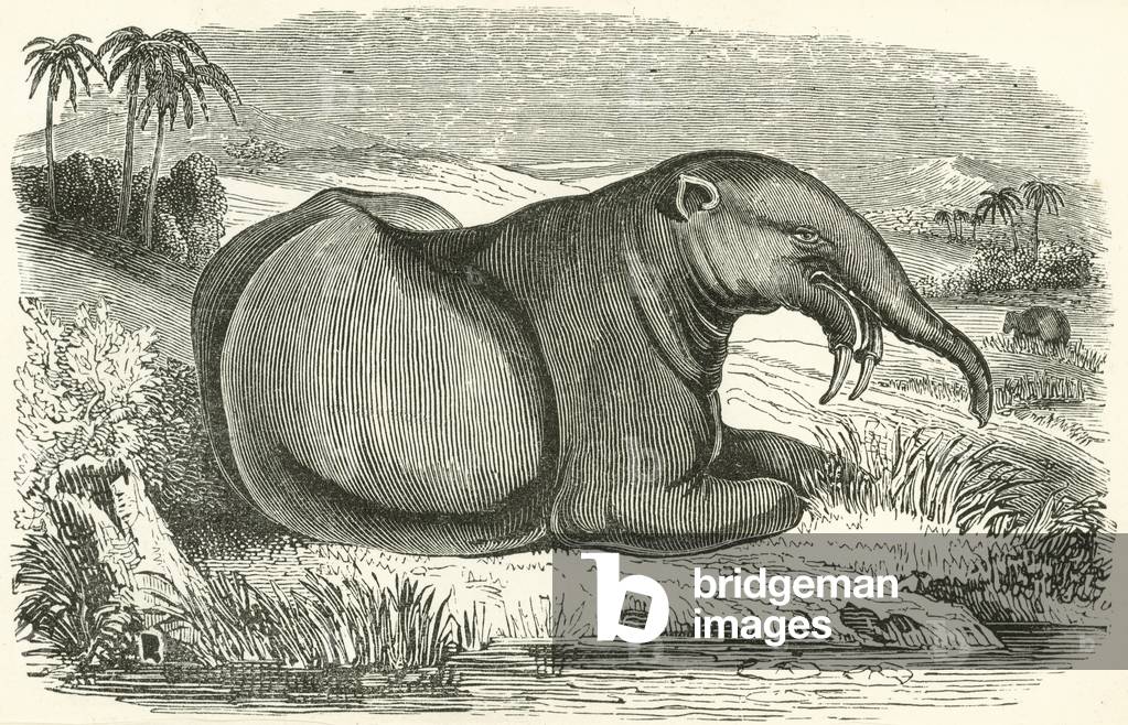 The Dinotherium (engraving)