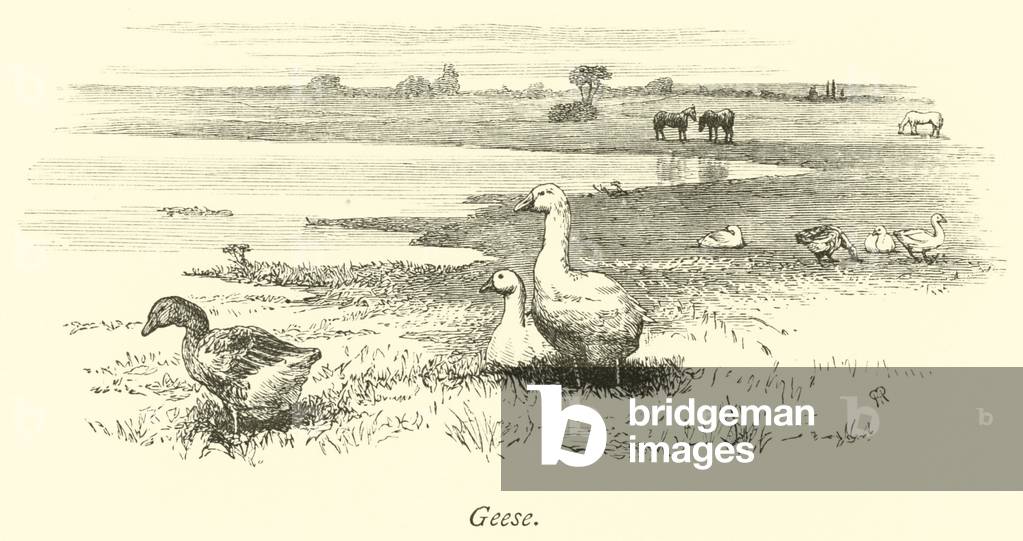 Geese (engraving)