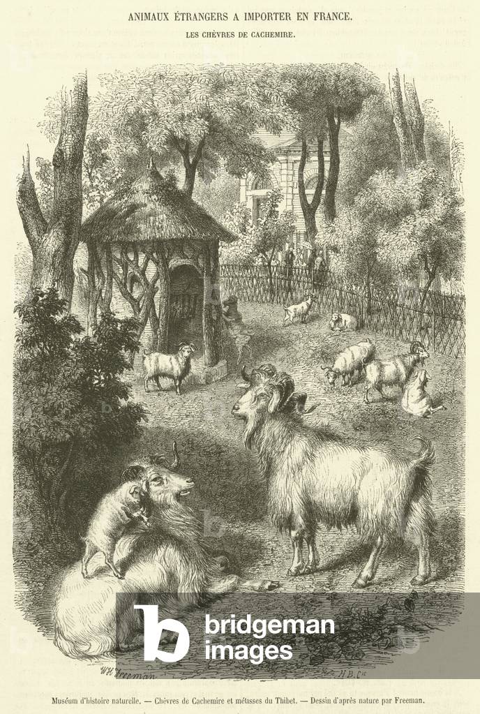 Museum d'histoire naturelle, Chevres de Cachemire et metisses du Thibet (engraving)