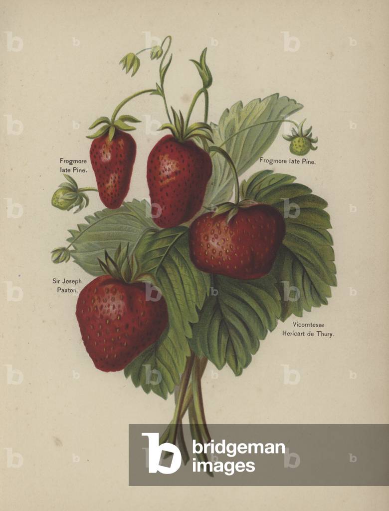 Frogmore late Pine, Sir Joseph Paxton, Vicomtesse Hericart de Thury (chromolitho)