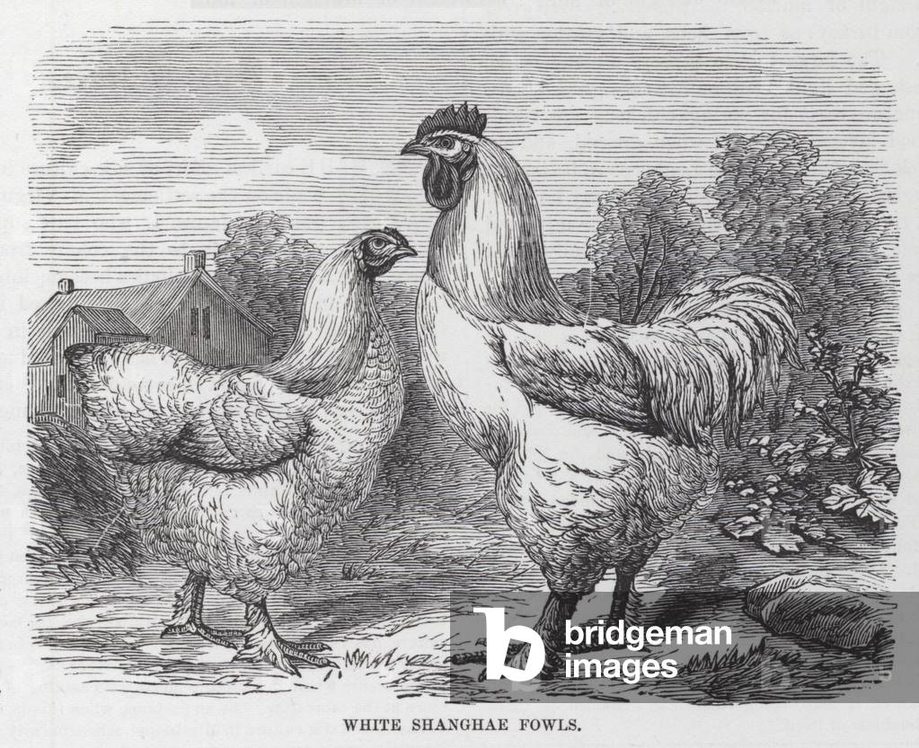 White Shanghae Fowls (engraving)