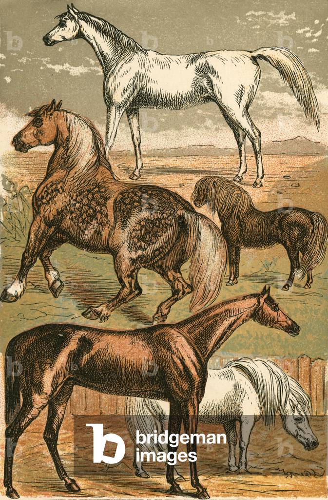 Cavallo arabo, Carrello Cavallo, Corsa Cavallo, Shetland Pony e Pony