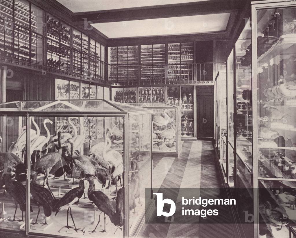 Paris: Gallery of Birds, Museum of Natural History (b/w photo)