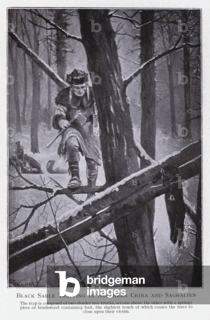 Black sable trapping in Northern China and Saghalien (litho)