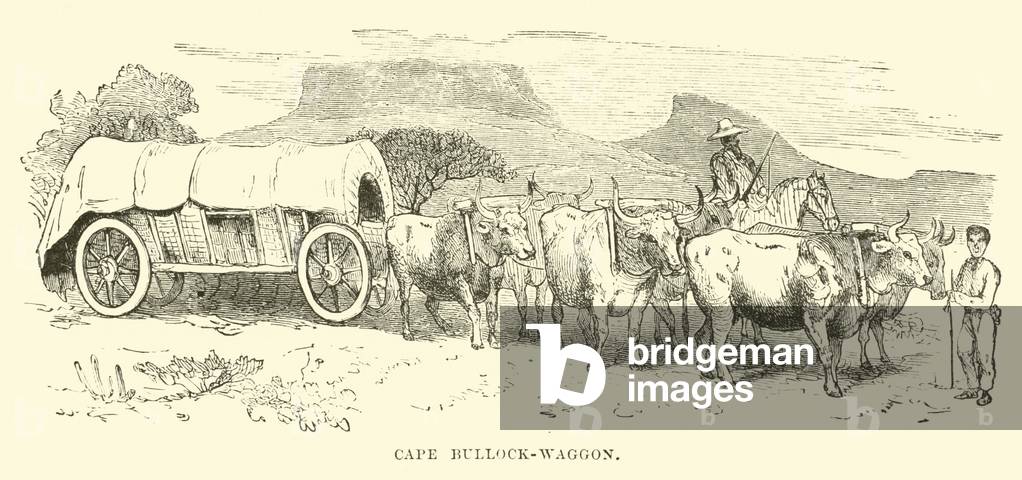 Cape Bullock-waggon (engraving)