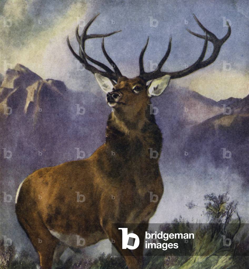 The Monarch of the Glen (colour litho)