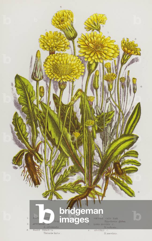 The Flowering Plants of Great Britain, c.1880 (litho)